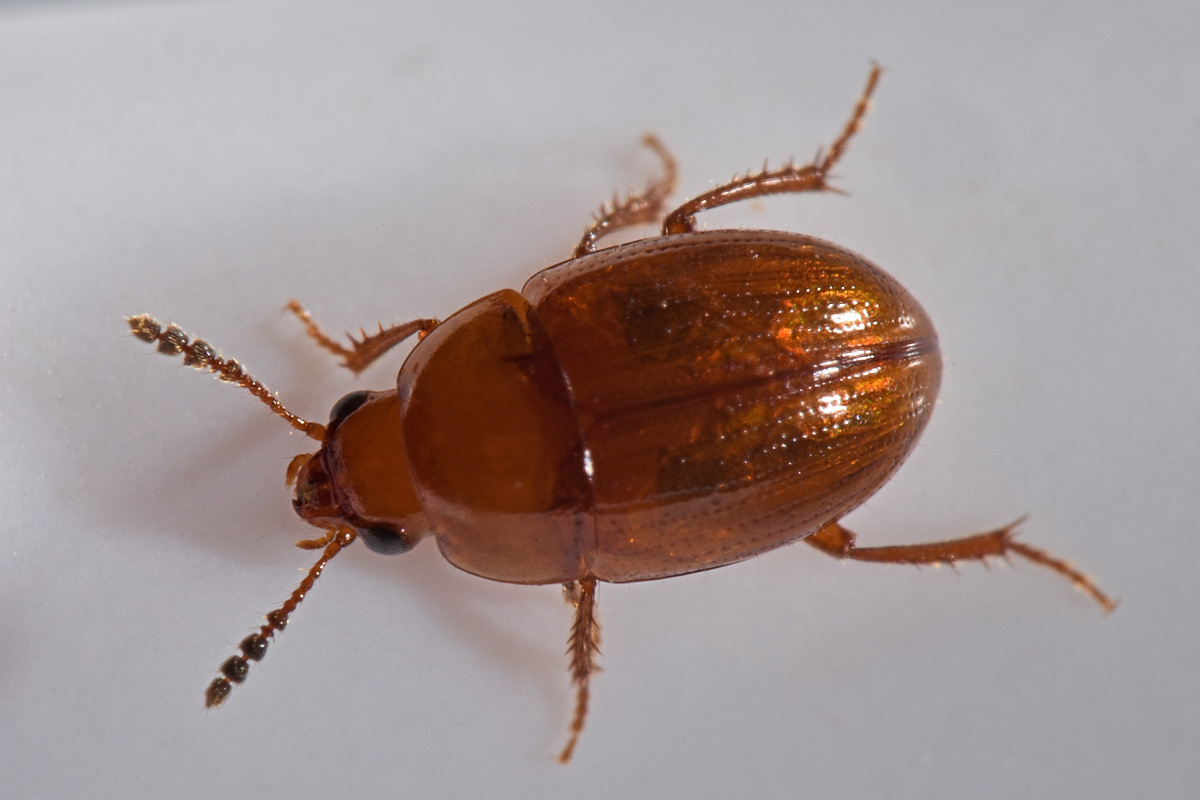 Leiodidae: Leiodes longipes (W.L.E. Schmidt, 1841) (cf)